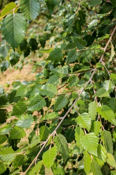 20140821-Dura-Heat River Birch (3)