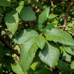 20140821-Fringe Tree (2)