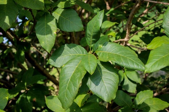 20140821-Fringe Tree (2)