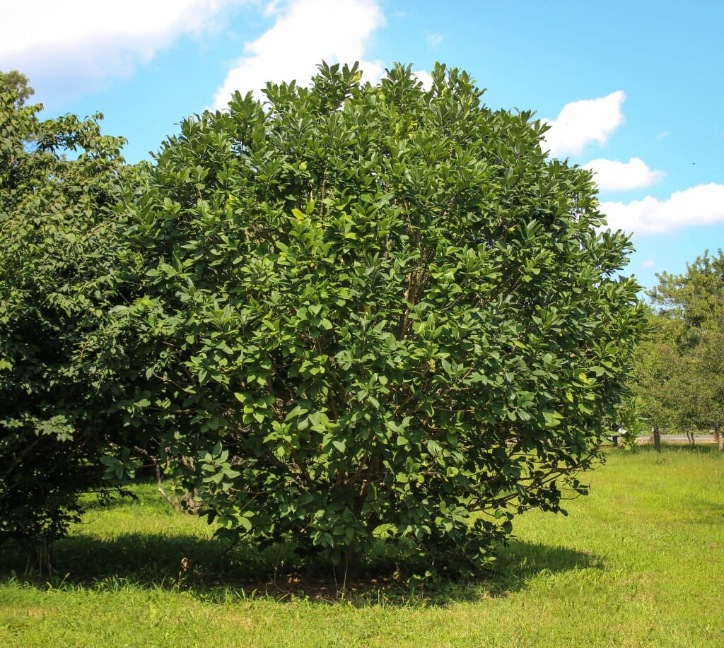 Fringe Tree - Halka Nurseries