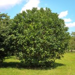 20140826-Fringe Tree