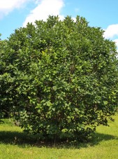 20140826-Fringe Tree