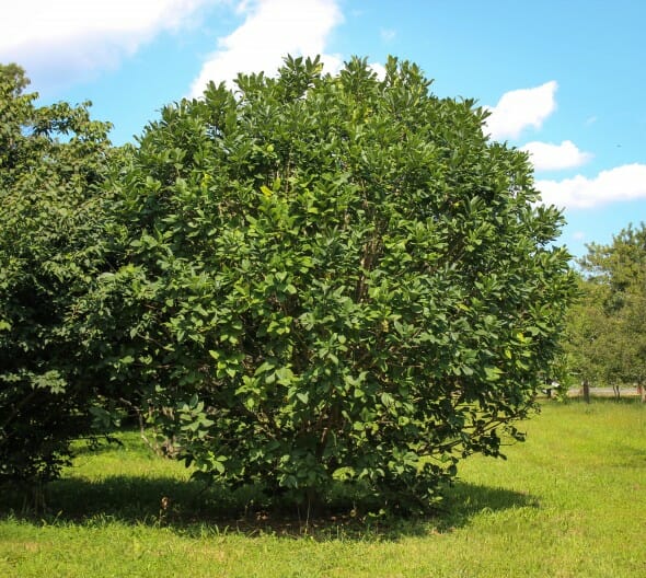 20140826-Fringe Tree