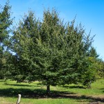 20140828-American Hornbeam (1)