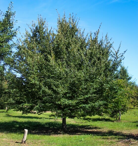 20140828-American Hornbeam (1)