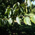 20140828-American Hornbeam (3)