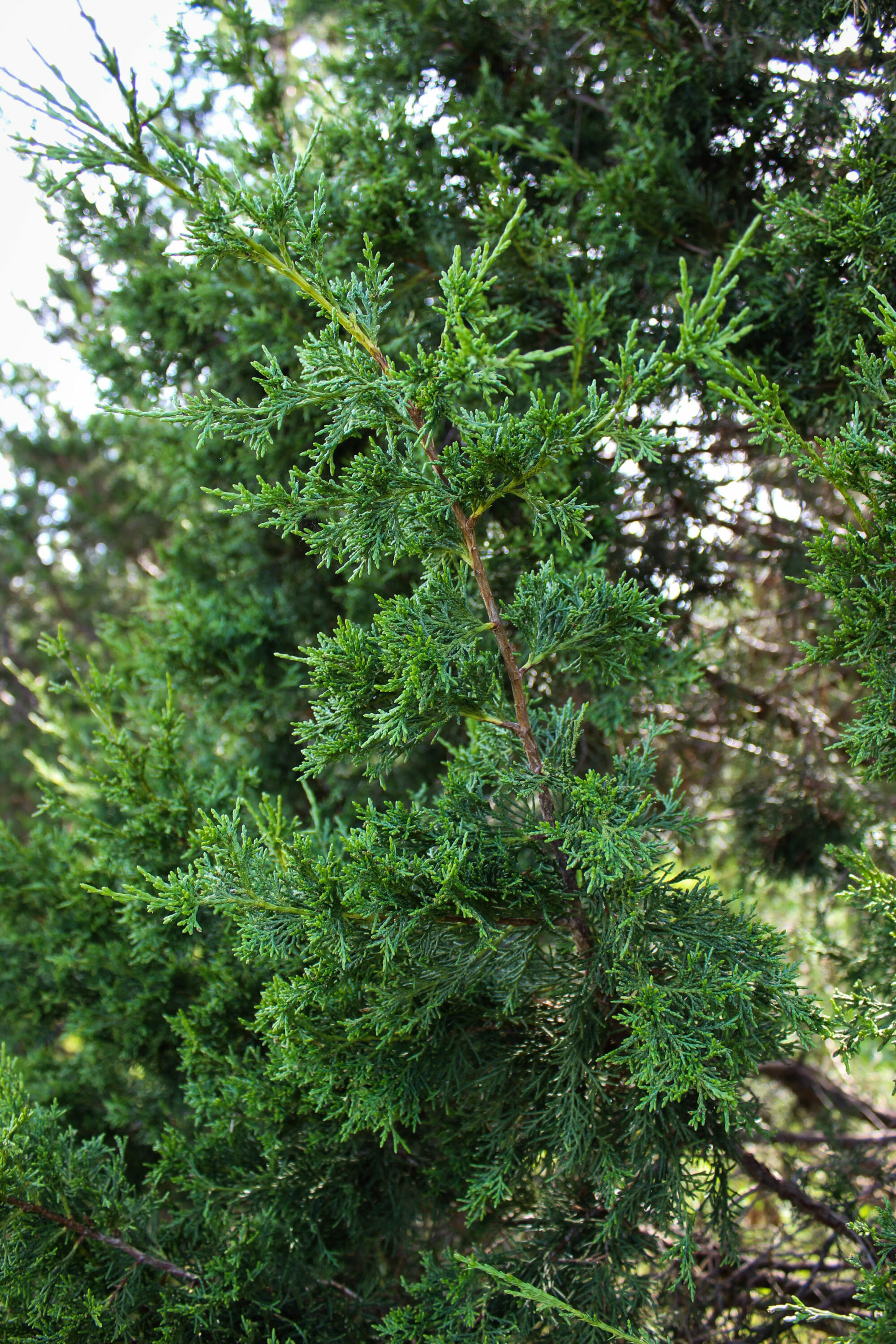 Keteleeri Chinese Juniper Halka Nurseries
