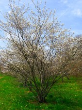 Amelanchier Autumn Brilliance