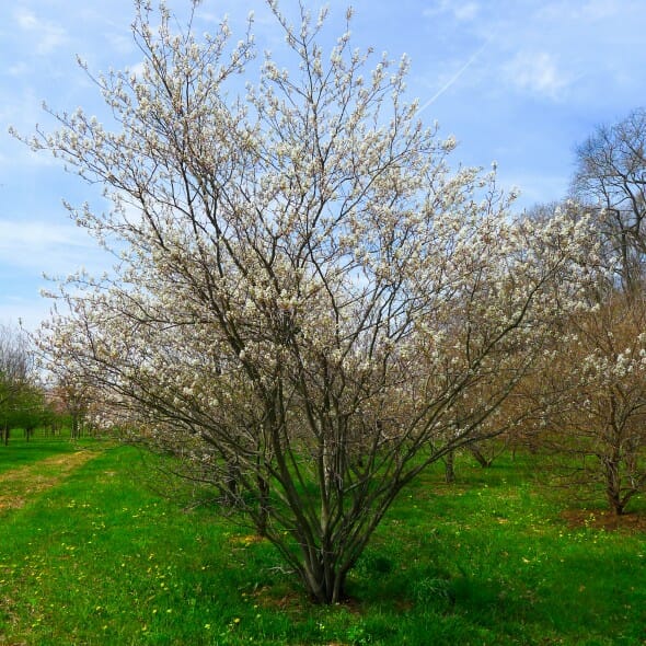 Amelanchier Autumn Brilliance