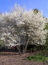 Amelanchier laevis (1)