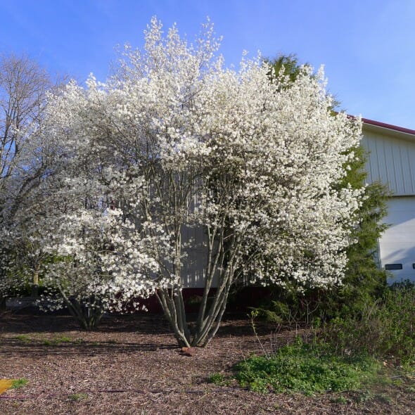 Multi Stem Allegheny Serviceberry Halka Nurseries