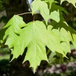 Apollo Maple foliage_Internet