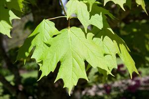 Apollo Maple foliage_Internet