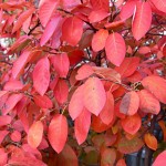 Autumn brilliance serviceberry foliage_internet