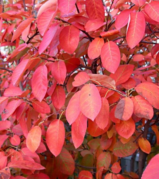 Autumn brilliance serviceberry foliage_internet