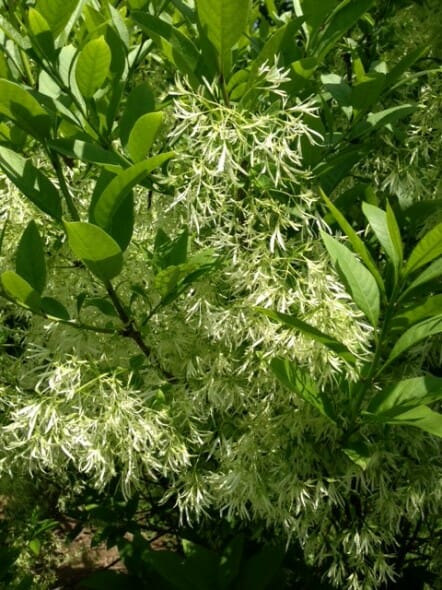 Chionanthus virginicus 2