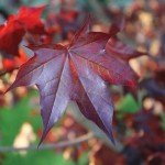 Crimson Sunset Foliage_Internet