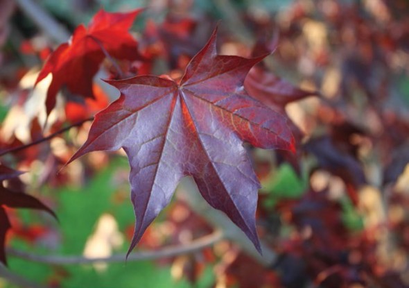 Crimson Sunset Foliage_Internet