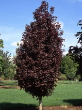 Crimson Sunset Tree_Internet