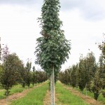 Emerald Sentinel Sweetgum (1)