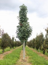 Emerald Sentinel Sweetgum (1)