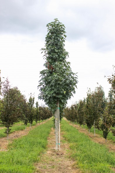 Emerald Sentinel Sweetgum (1)