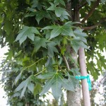 Emerald Sentinel Sweetgum (2)