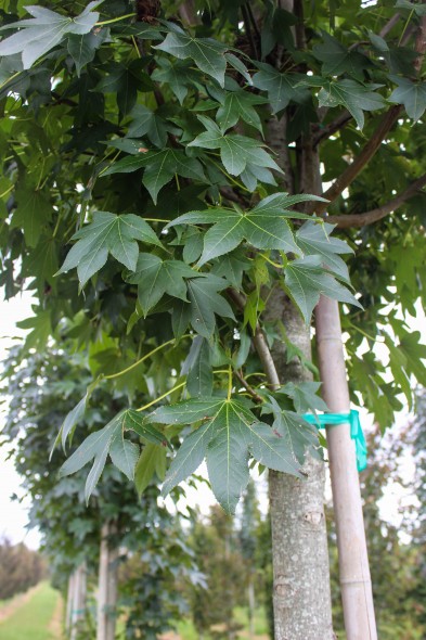 Emerald Sentinel Sweetgum (2)