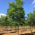 Espresso Kentucky Coffee Tree