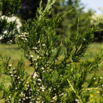 Juniperus chinensis 'Hetzi Columnaris' - Hetzi Juniper_Foliage View