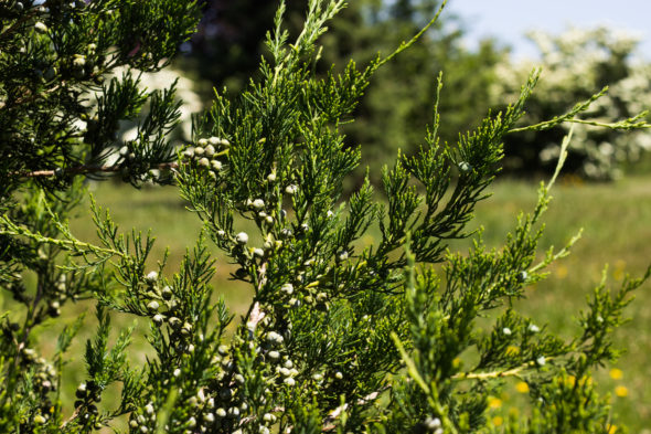 Juniperus chinensis 'Hetzi Columnaris' - Hetzi Juniper_Foliage View