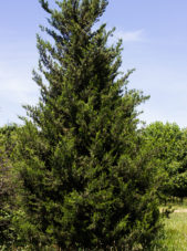 Juniperus chinensis 'Hetzi Columnaris' - Hetzi Juniper_Spring View