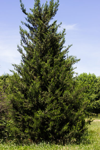 Juniperus chinensis 'Hetzi Columnaris' - Hetzi Juniper_Spring View