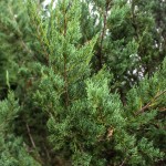 Manhattan Blue Juniper (4)