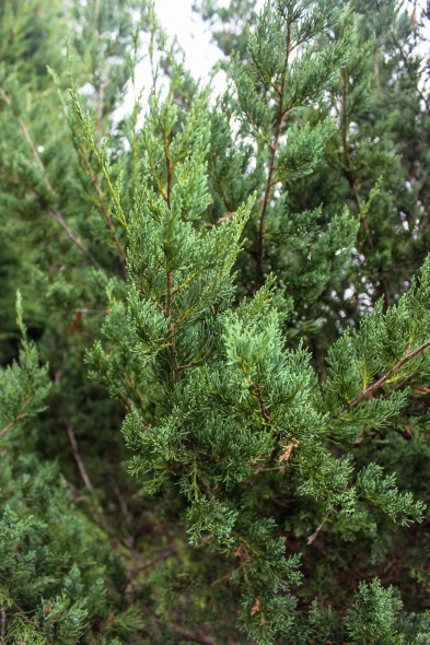 Manhattan Blue Juniper (4)