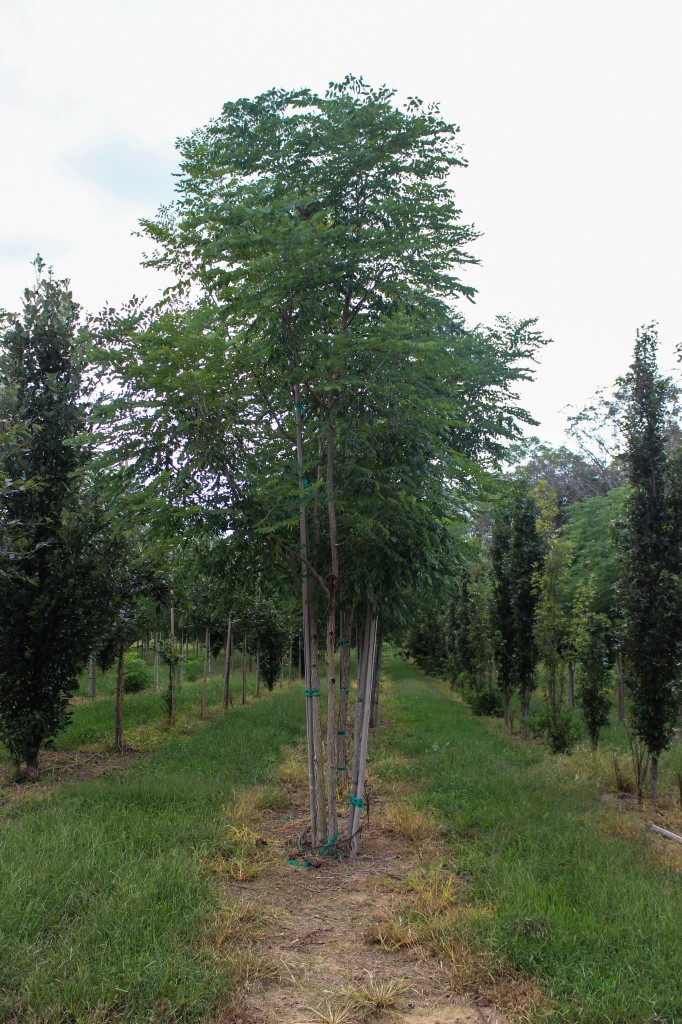 Multi-stem Espresso Kentucky Coffee Tree (1)