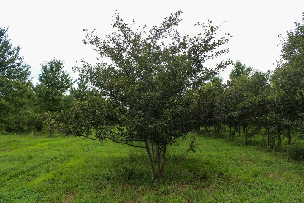 Multi-stem Winterking Hawthorn (3)