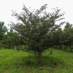 Multi-stem Winterking Hawthorn (3)