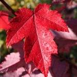 Redpointe Maple Foliage_Internet