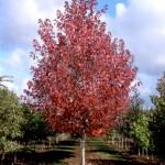 Redpointe Maple Tree_Internet