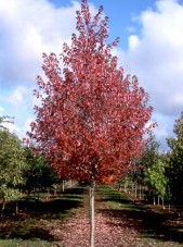 Redpointe Maple Tree_Internet