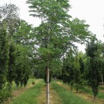 Single-stem Espresso Kentucky Coffee Tree (1)