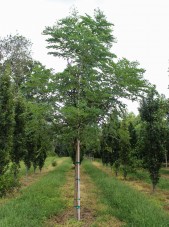 Single-stem Espresso Kentucky Coffee Tree (1)