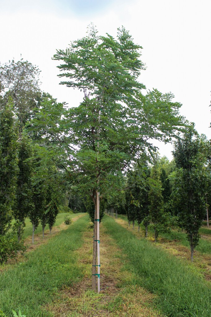 Singlestem Espresso Kentucky Coffee Tree Halka Nurseries