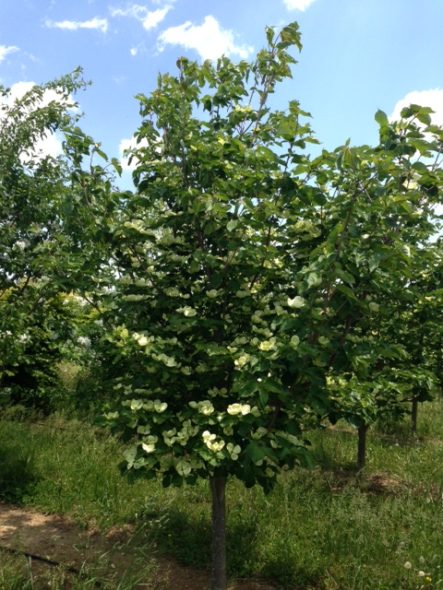 Venus-dogwood Spring view