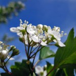 Winterking Hawthorn Flower_Internet