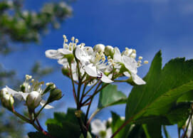 Winterking Hawthorn Flower_Internet