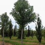 Worplesdon Sweetgum (1)