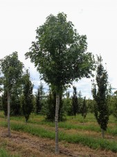 Worplesdon Sweetgum (1)