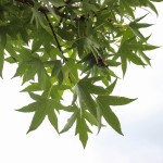 Worplesdon Sweetgum (3)